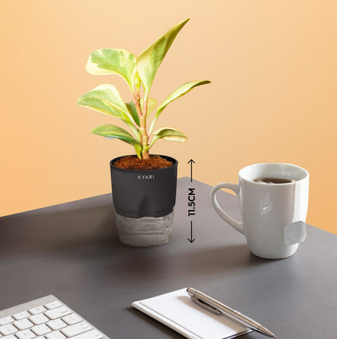 Set of 2 - Areca Palm & Peperomia Variegated Plant