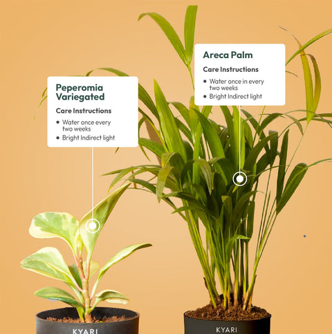 Set of 2 - Areca Palm & Peperomia Variegated Plant