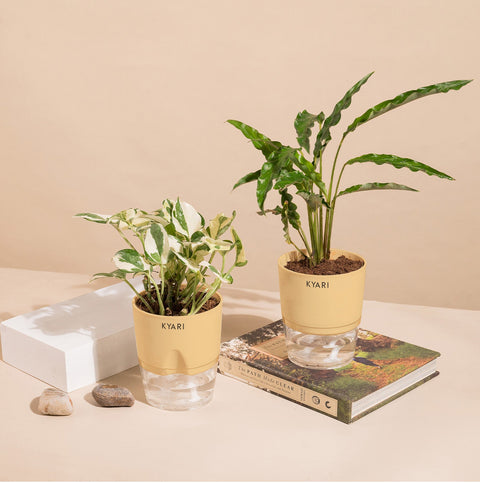 Set of 2 - Money N'Joy & Calathea Rufibarba Plant