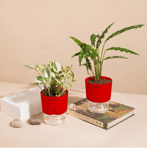 Set of 2 - Money N'Joy & Calathea Rufibarba Plant