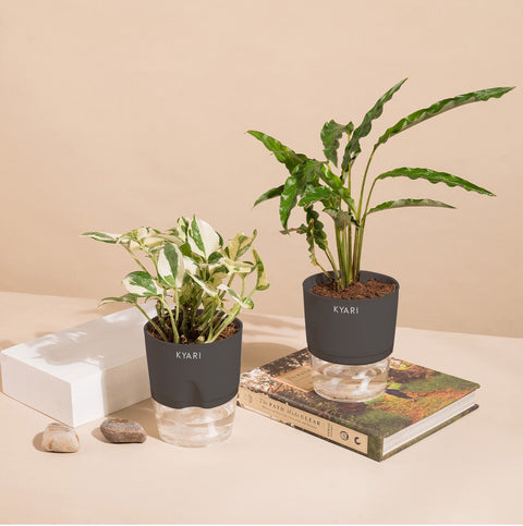 Set of 2 - Money N'Joy & Calathea Rufibarba Plant