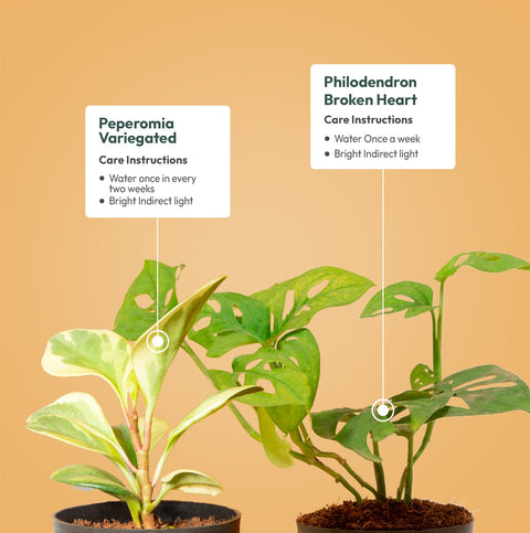 Set of 2 - Peperomia Variegated & Philodendron Broken Heart Plant