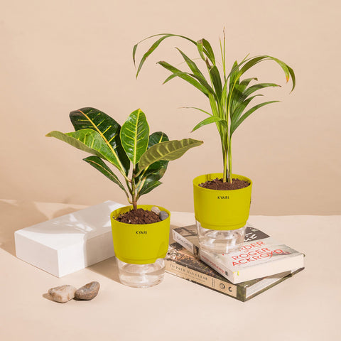 Set of 2 - Areca Palm & Croton Petra Plant