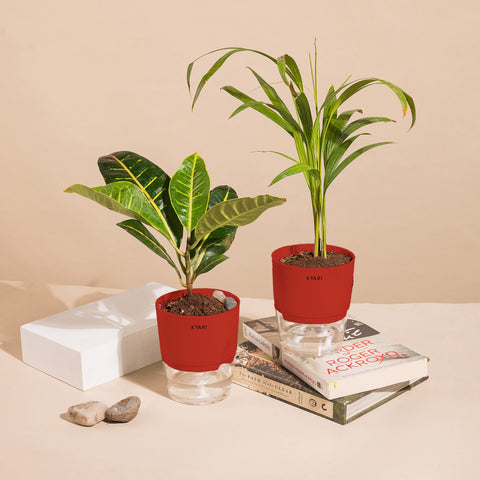 Set of 2 - Areca Palm & Croton Petra Plant
