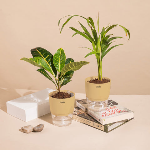Set of 2 - Areca Palm & Croton Petra Plant