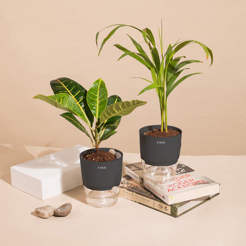 Set of 2 - Areca Palm & Croton Petra Plant