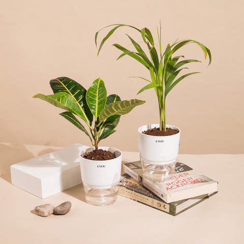Set of 2 - Areca Palm & Croton Petra Plant