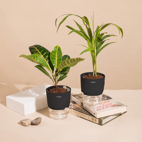 Set of 2 - Areca Palm & Croton Petra Plant