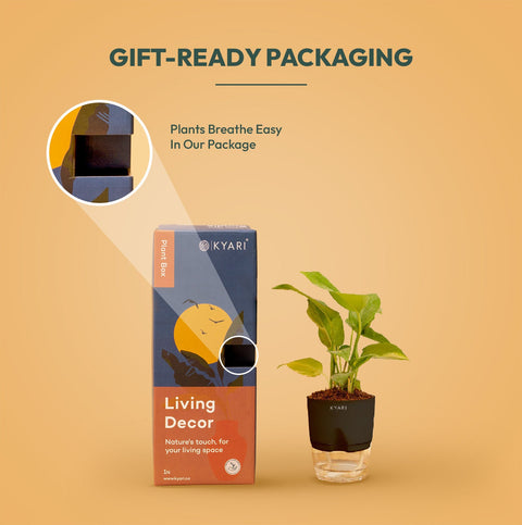 Set of 2 - Aralia Green & Money variegated Plant