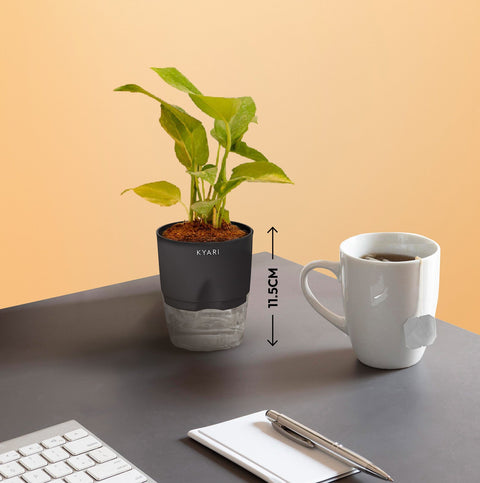 Set of 2 - Aralia Green & Money variegated Plant