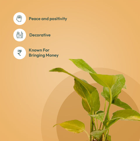 Set of 2 - Aralia Green & Money variegated Plant