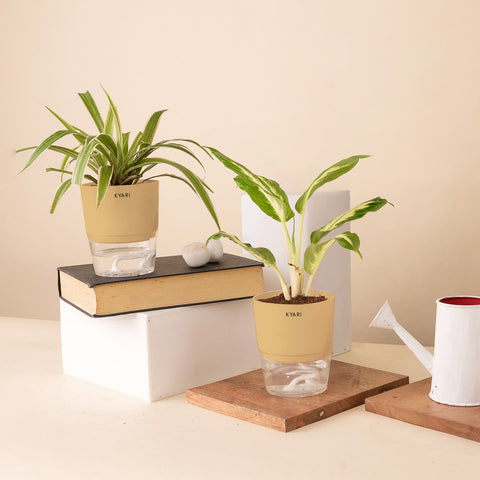 Set of 2 - Dieffenbachia & Spider Plant