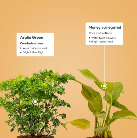 Set of 2 - Aralia Green & Money variegated Plant