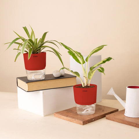 Set of 2 - Dieffenbachia & Spider Plant