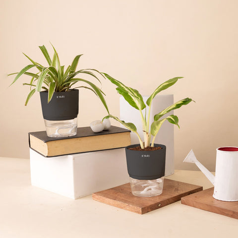Set of 2 - Dieffenbachia & Spider Plant