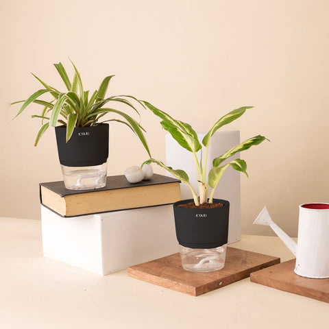 Set of 2 - Dieffenbachia & Spider Plant
