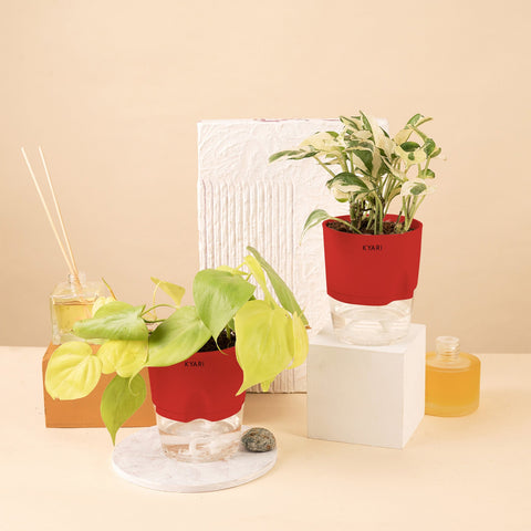 Set of 2 - Golden Money & Money N'Joy Plant