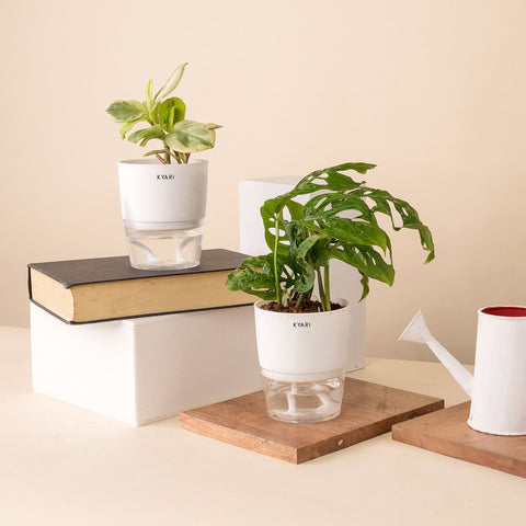 Set of 2 - Peperomia Variegated & Philodendron Broken Heart Plant