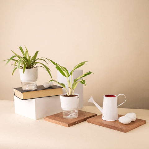 Set of 2 - Dieffenbachia & Spider Plant