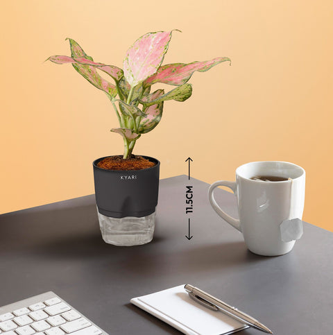 Set of 3 - Aglaonema Pink Valentine & Lucky Jade & Golden Money Plant