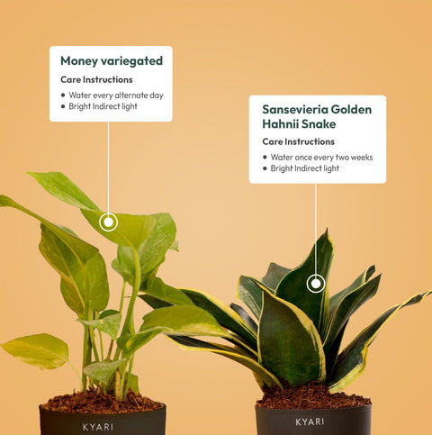 Set of 2 - Money variegated & Golden Hahnii Snake Plant
