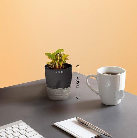 Set of 2 - Peperomia Green & Areca Palm Plant