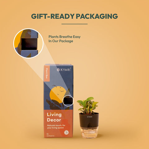 Set of 2 - Peperomia Green & Areca Palm Plant