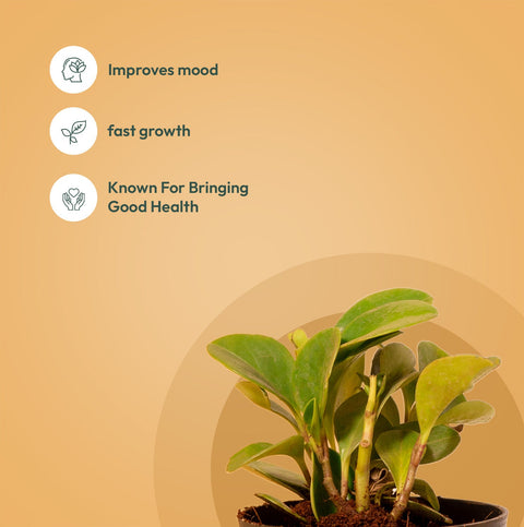 Set of 2 - Peperomia Green & Areca Palm Plant