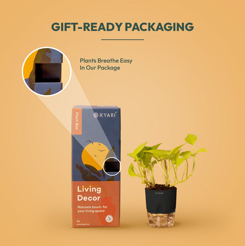 Set of 2 - Golden Money & Philodendron Broken Heart Plant