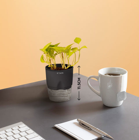 Set of 2 - Golden Money & Philodendron Broken Heart Plant