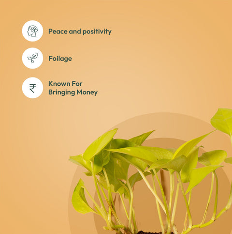 Set of 2 - Golden Money & Philodendron Broken Heart Plant