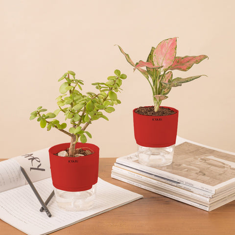 Set of 2 - Aglaonema Pink Valentine & Lucky Jade Plant