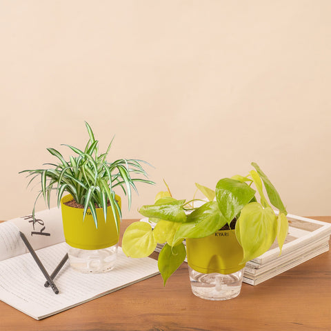 Set of 2 - Golden Money & Spider Plant