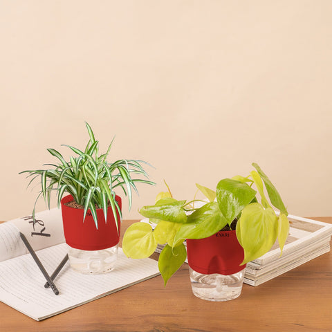 Set of 2 - Golden Money & Spider Plant