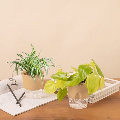 Set of 2 - Golden Money & Spider Plant