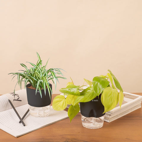Set of 2 - Golden Money & Spider Plant