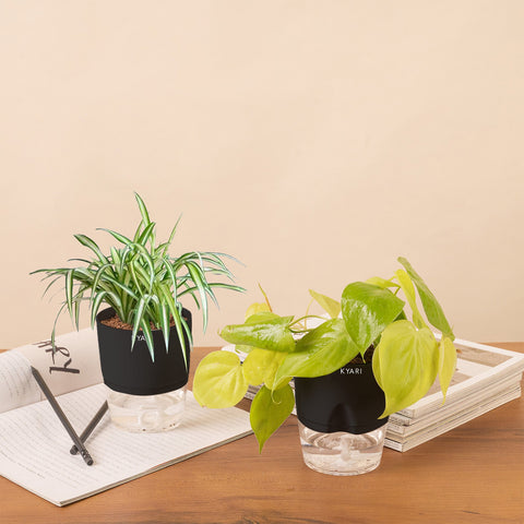 Set of 2 - Golden Money & Spider Plant