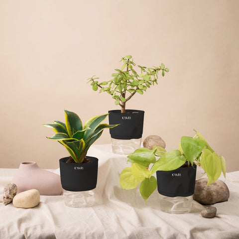 Set of 3 - Golden Money & Golden Hahnii Snake & Lucky Jade Plant