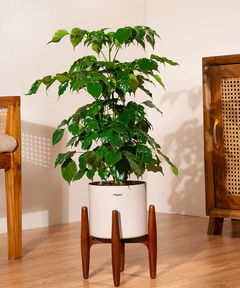 China Doll with Large Self Watering Pot