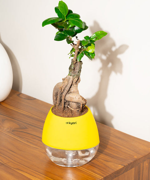 Lucky Bonsai Plant With Nova Self Watering Pot