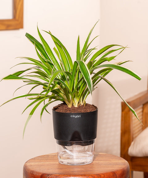 Spider Plant With Self Watering Pot - Cred