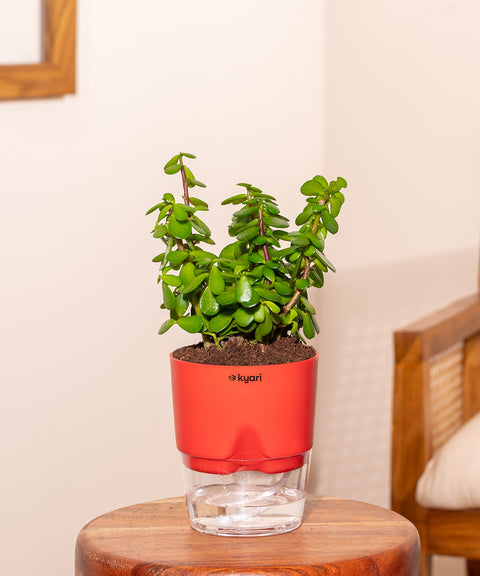 Lucky Jade Plant With Self Watering Pot
