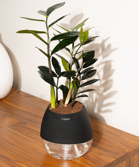 ZZ - Zamia Black Plant Nova