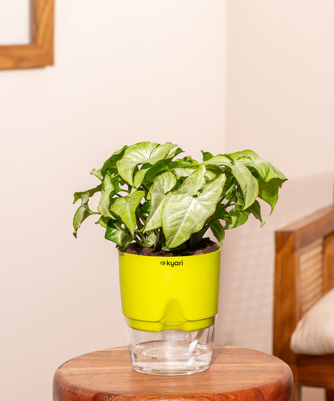 Syngonium Pixie White With Self Watering Pot