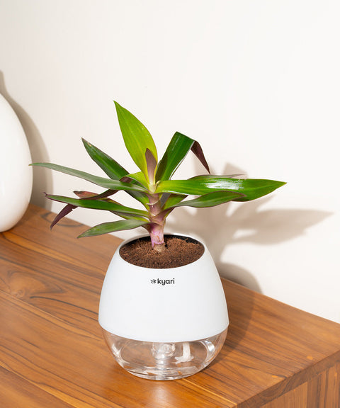 Oyster Plant With Nova Self Watering Pot