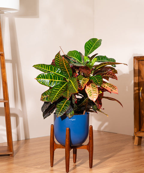 Croton Petra with Extra Large Metal Self Watering Pot Bonanza