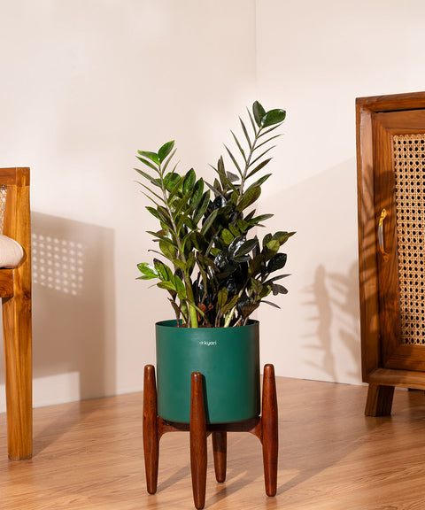 ZZ Black with Large Metal Self Watering Pot Bonanza