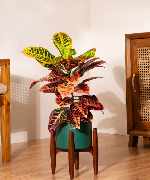 Croton Petra with Large Self Watering Pot