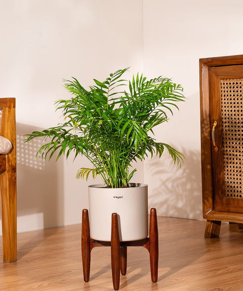 Chamaedorea Palm with Large Metal Self Watering Pot