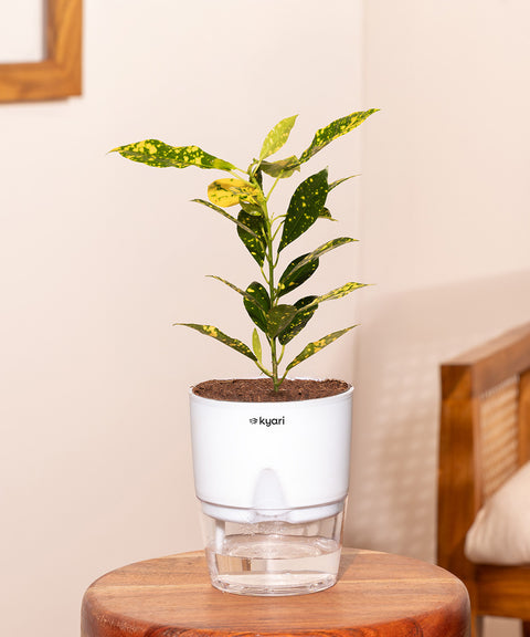 Gold Dust Nimbus Croton With Self Watering Pot